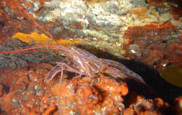 Image of red rock shrimp