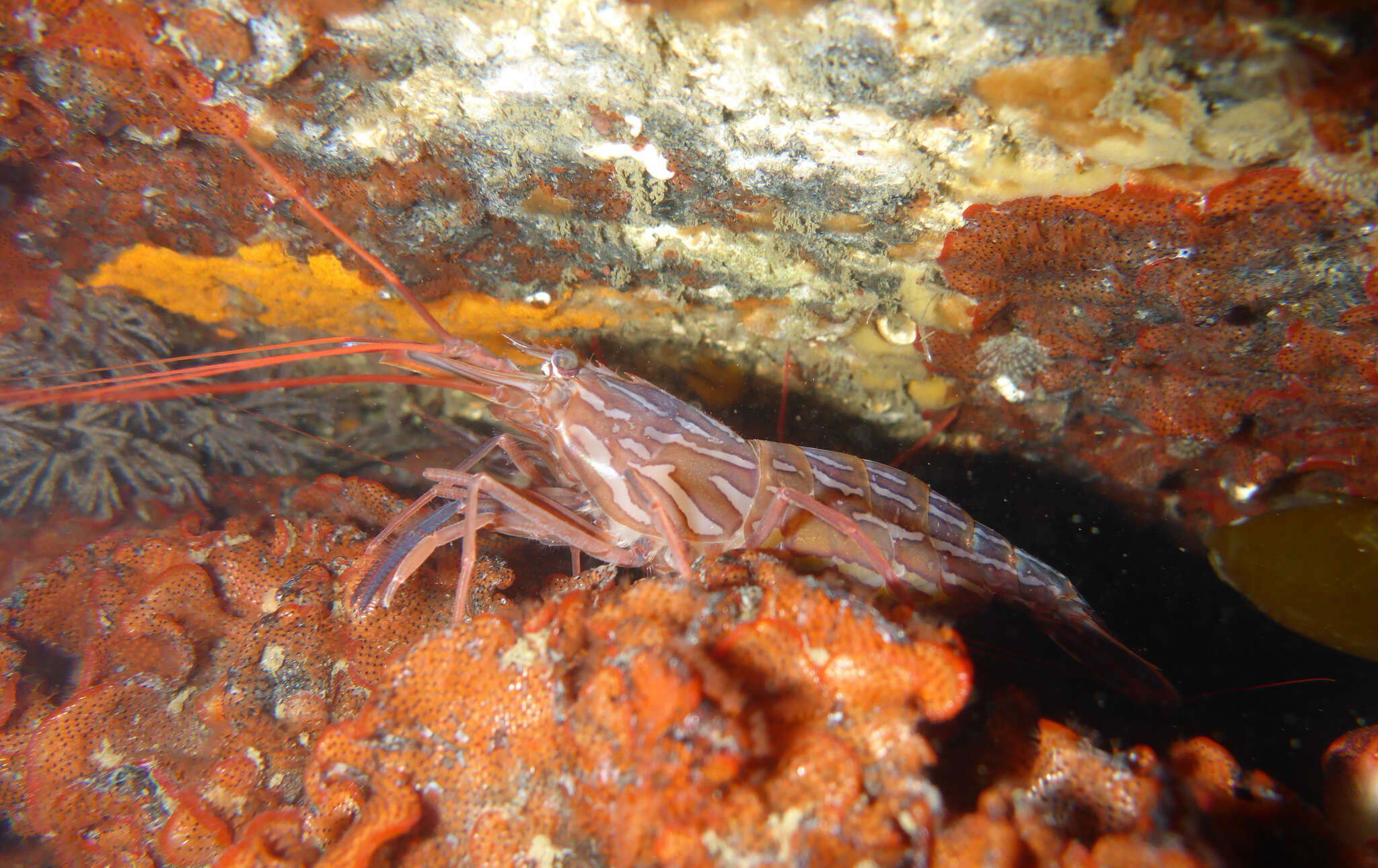 Image of red rock shrimp