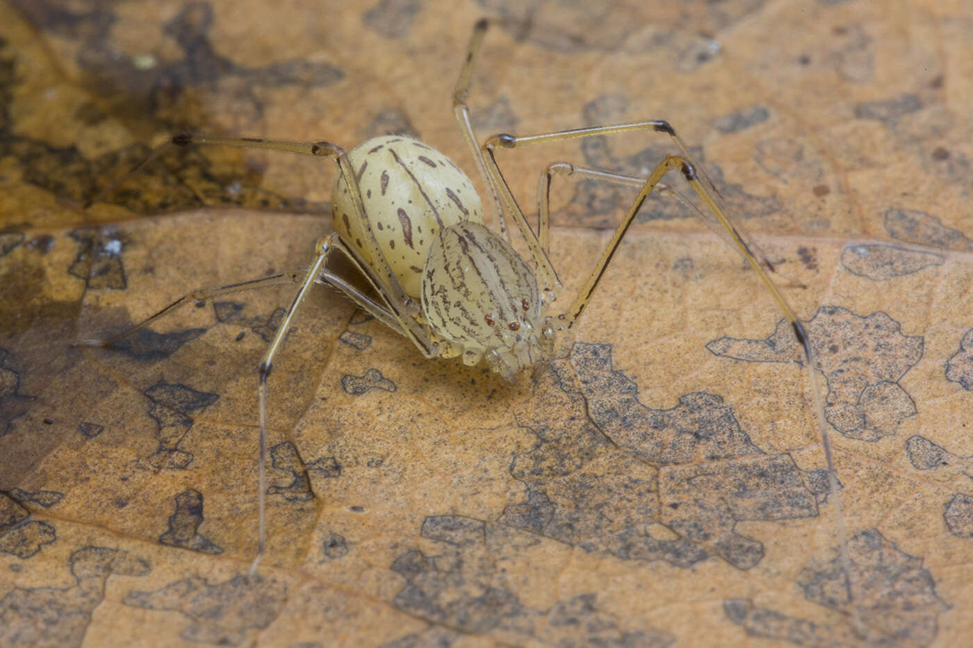 Image of Scytodes pallida Doleschall 1859