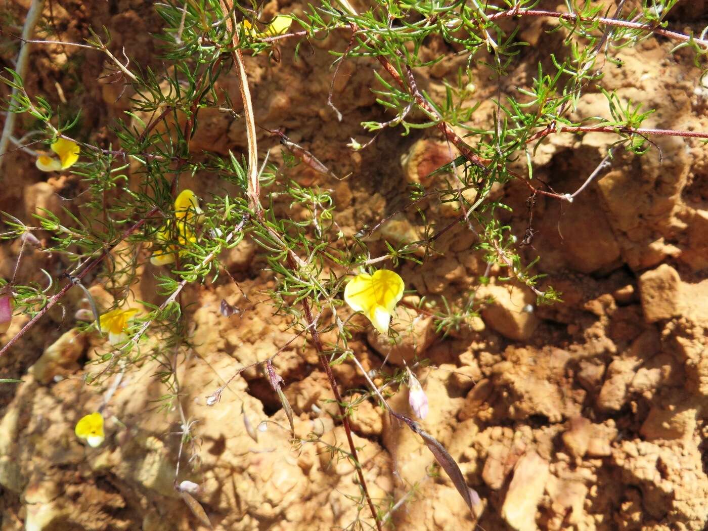 Слика од Aspalathus bracteata Thunb.