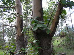 Image of Pacific madrone