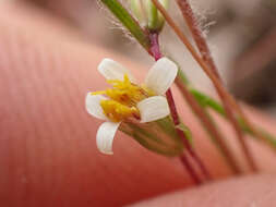 Image of meager pygmydaisy