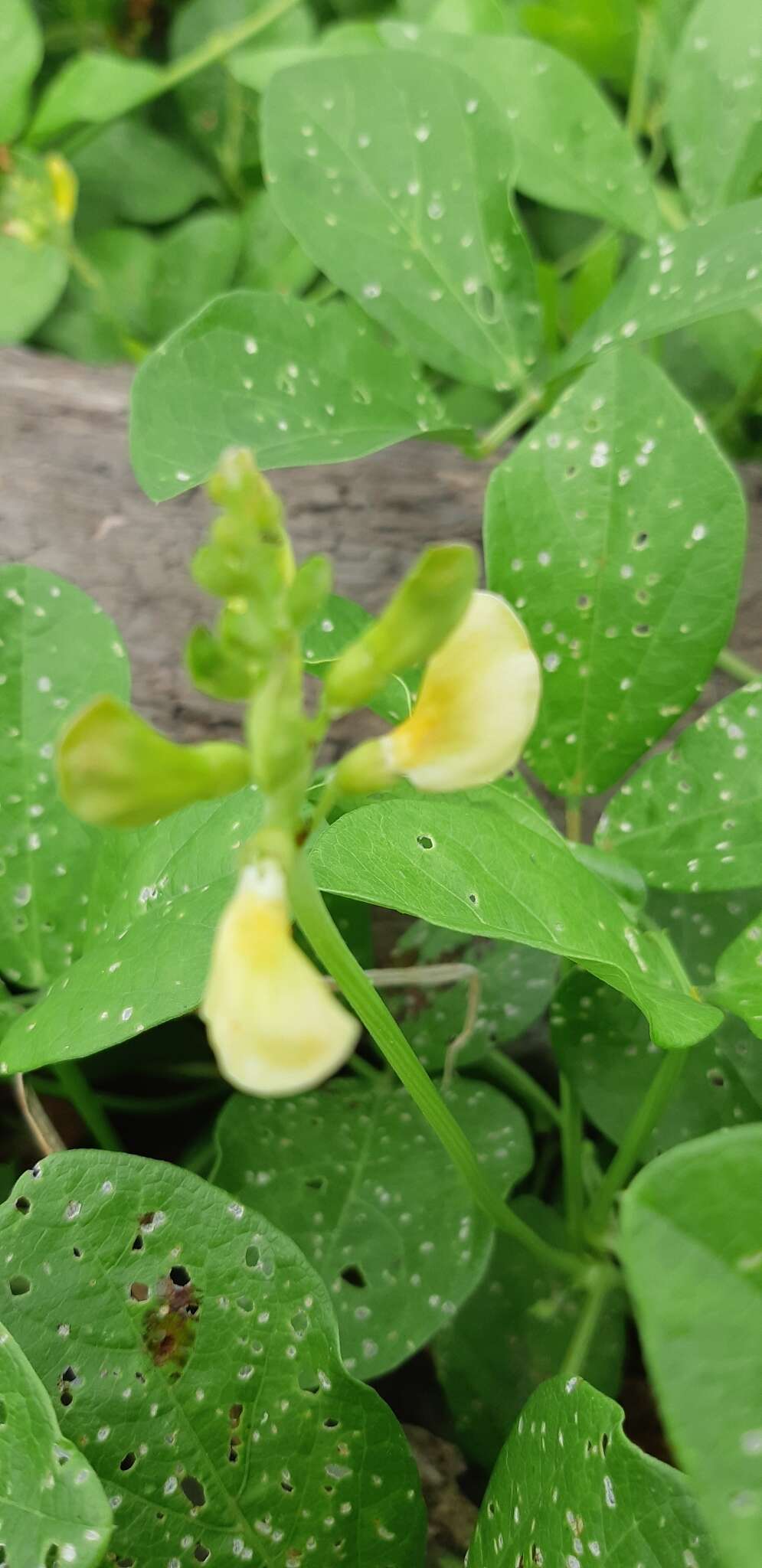 Image of notched cowpea