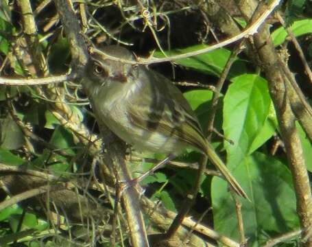 Image of Pearly-vented Tody-Tyrant