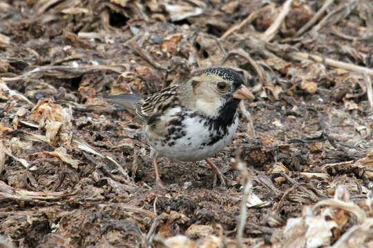 Image of Harris's Sparrow