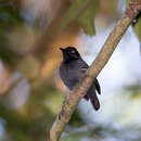 Image of Black-tailed Antbird