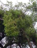 Image of European mistletoe