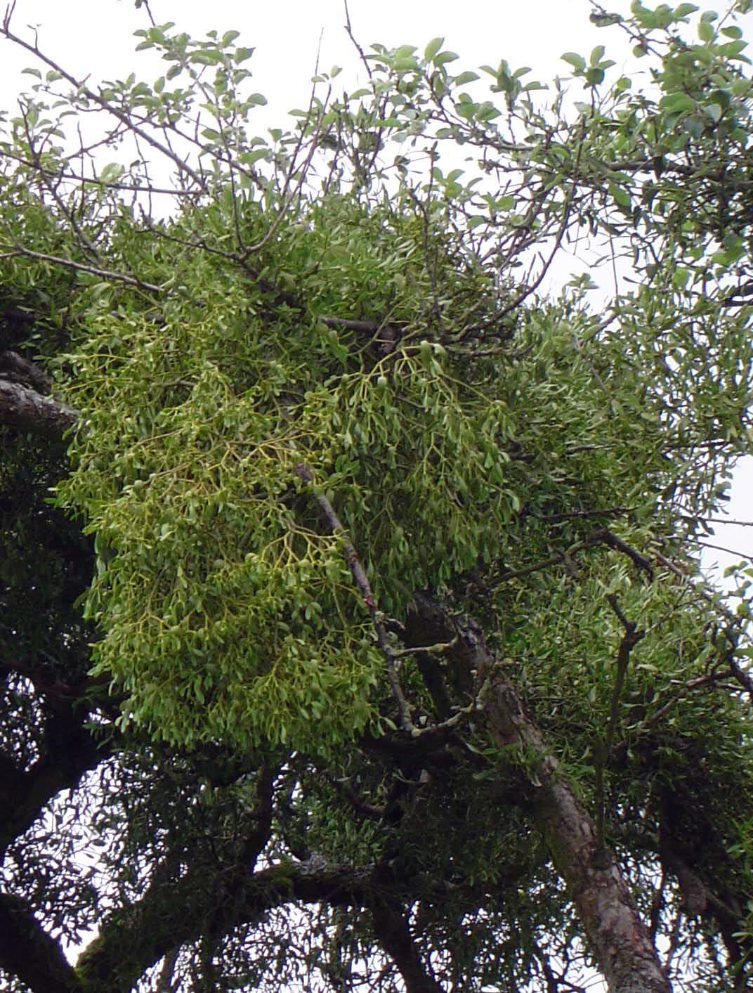 Image of European mistletoe