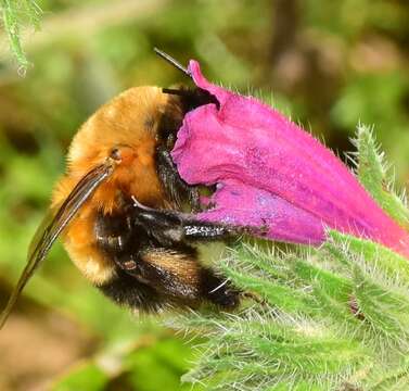 Слика од Anthophora hispanica (Fabricius 1787)