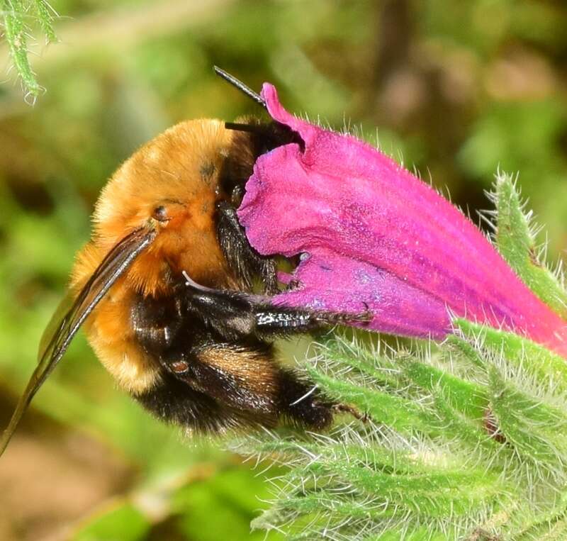 Anthophora hispanica (Fabricius 1787)的圖片