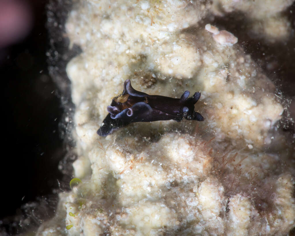 Aplysia elongata (Pease 1860) resmi