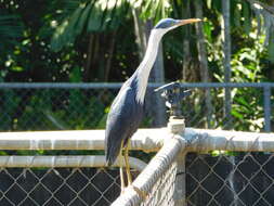 Image of Pied Heron