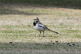 Image of Pied Wagtail and White Wagtail