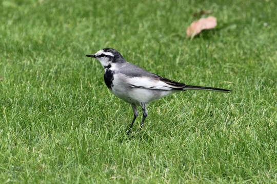 Image of Pied Wagtail and White Wagtail