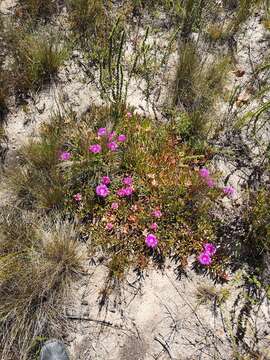 صورة Carpobrotus muirii (L. Bol.) L. Bol.