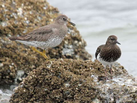 Image of Surfbird