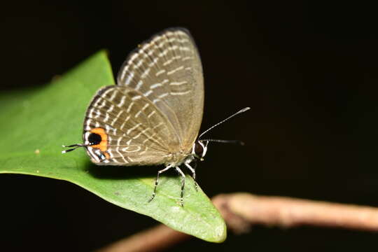 Imagem de Jamides caerulea (H. Druce 1873)