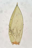 Image of <i>Pseudohygrohypnum eugyrium</i>