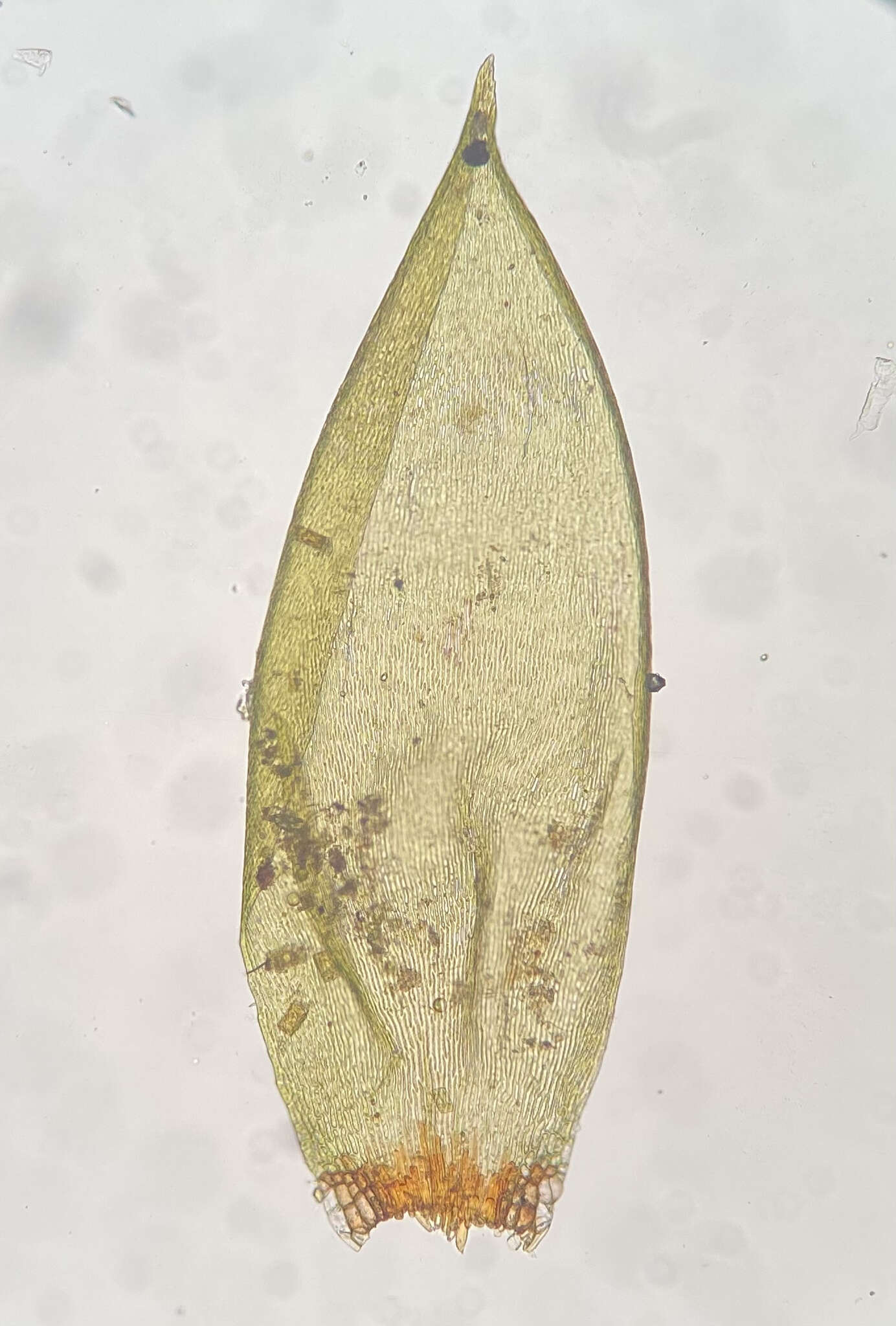 Image of <i>Pseudohygrohypnum eugyrium</i>