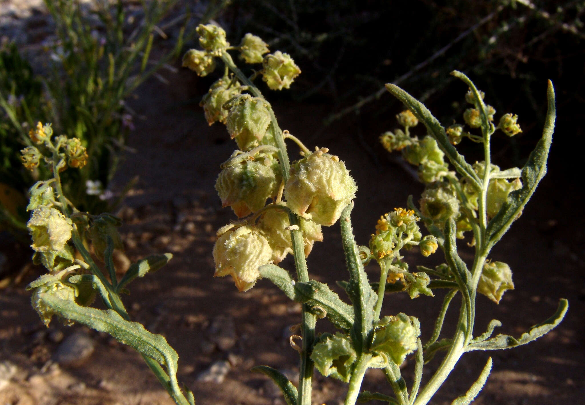 Image of Reseda arabica Boiss.