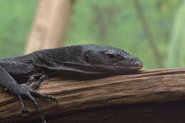 Image of Black Tree Monitor