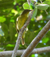 Слика од Hemithraupis flavicollis (Vieillot 1818)