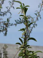 Sivun Acnistus arborescens (L.) Schltdl. kuva