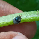 Image of Lady beetle