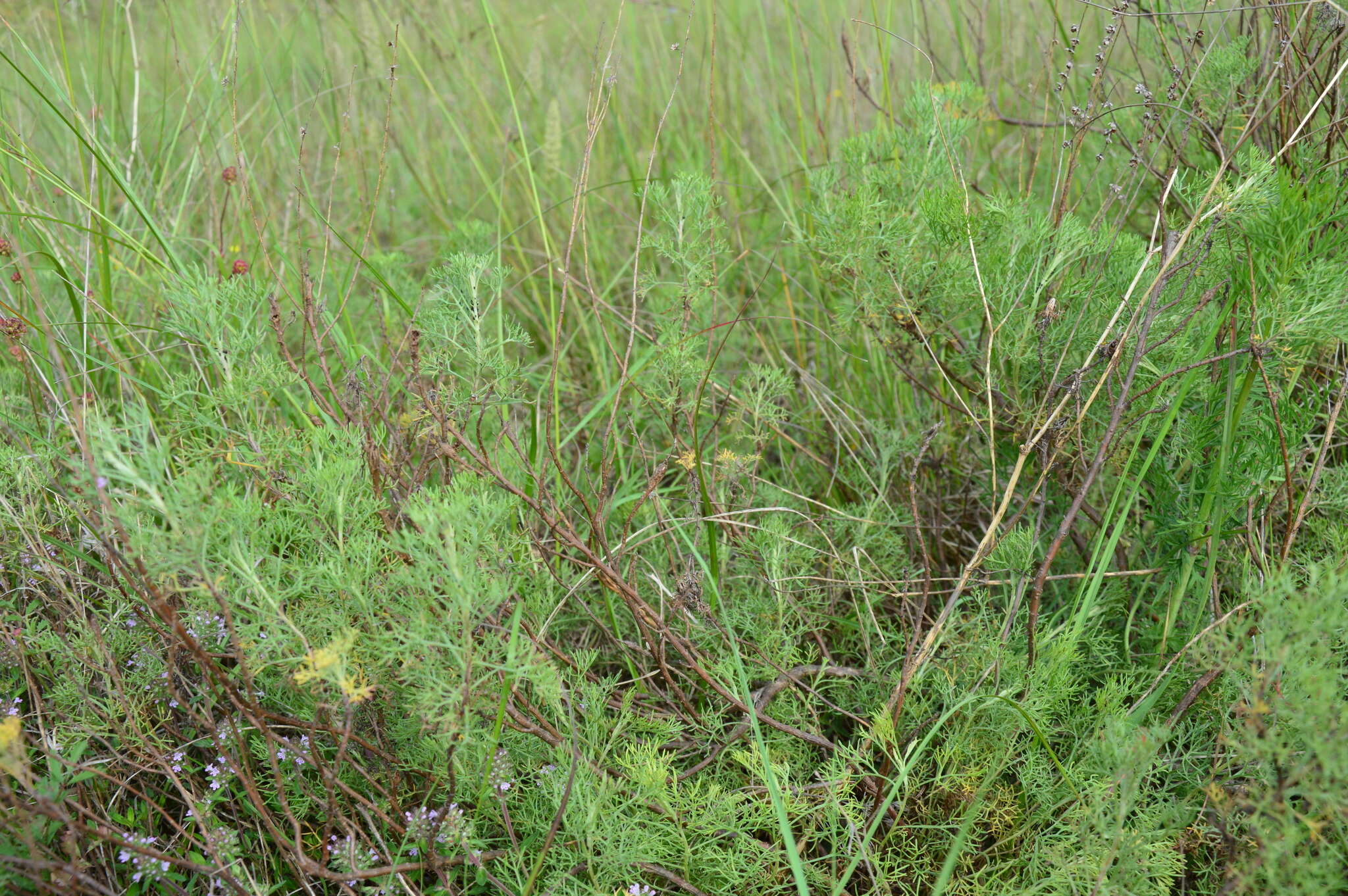 Image of Artemisia alba Turra