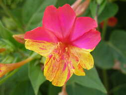 Image of Four o'Clock flower