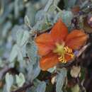 Imagem de Fremontodendron decumbens R. Lloyd