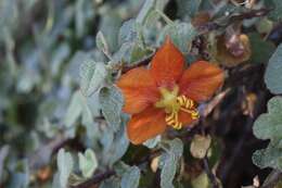 Image of Pine Hill flannelbush