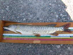 Image of Northern pike