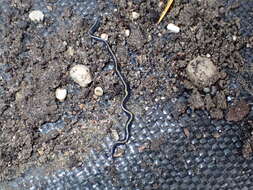 Image of Blue garden flatworm