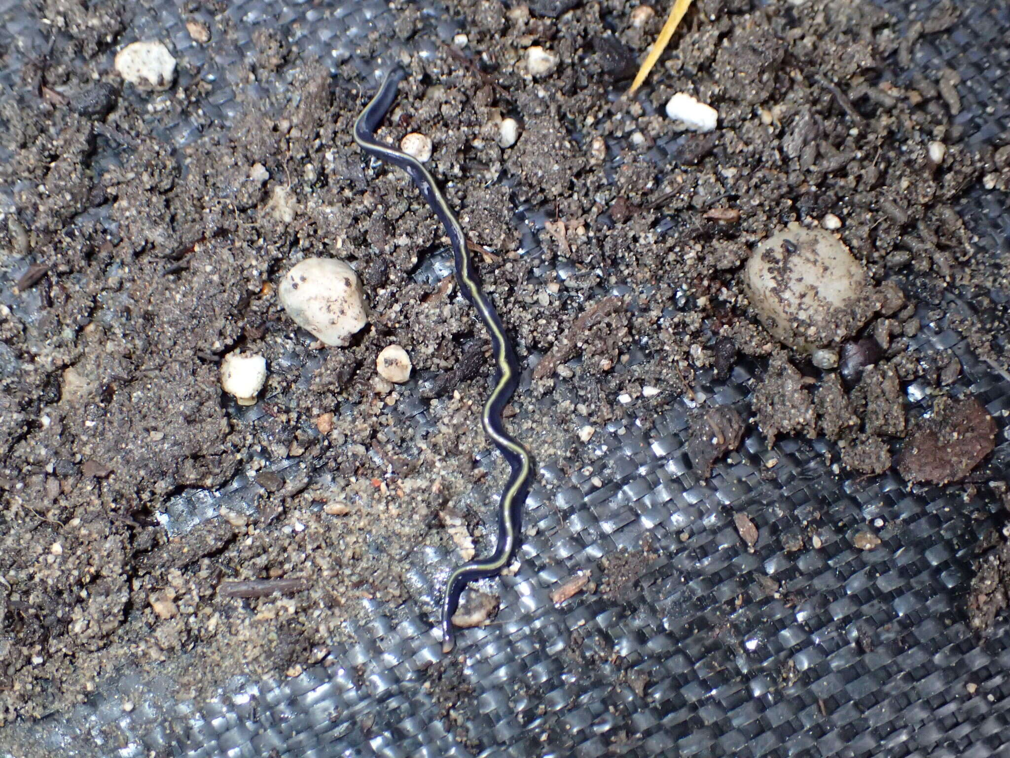 Image of Blue garden flatworm