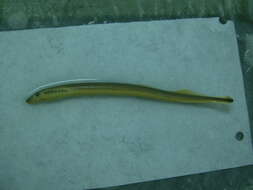 Image of American Brook Lamprey