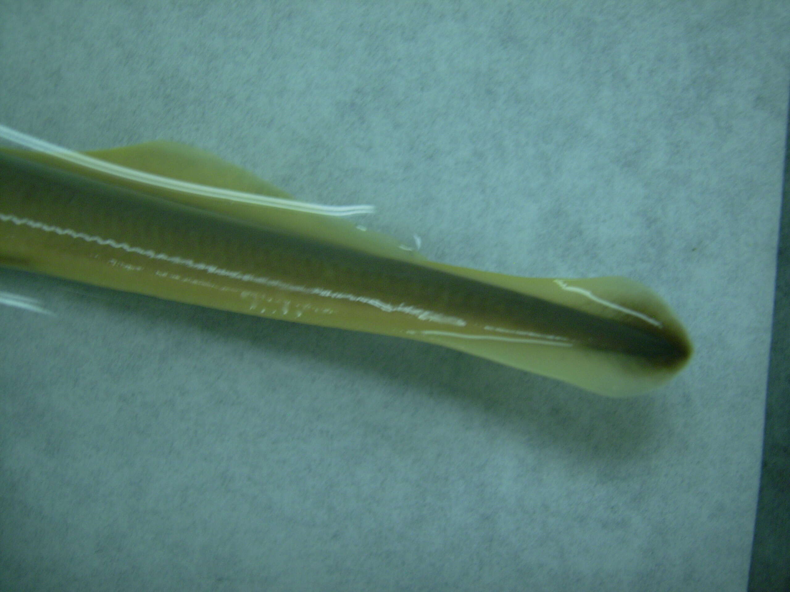 Image of American Brook Lamprey