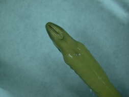 Image of American Brook Lamprey