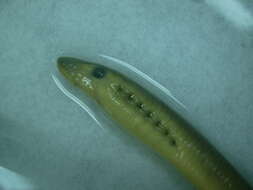 Image of American Brook Lamprey