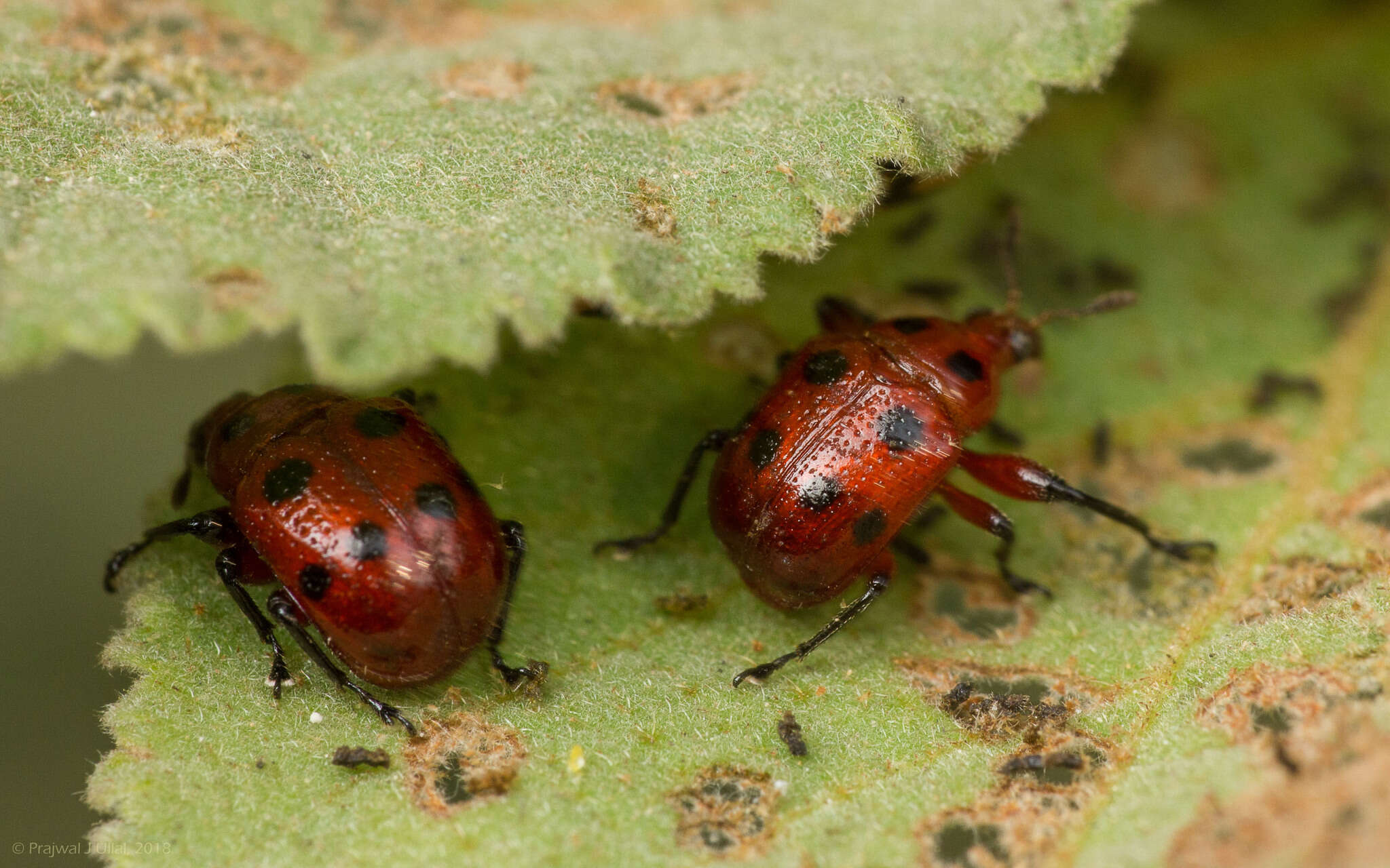 Image of Henicolabus octomaculatus Voss 1925