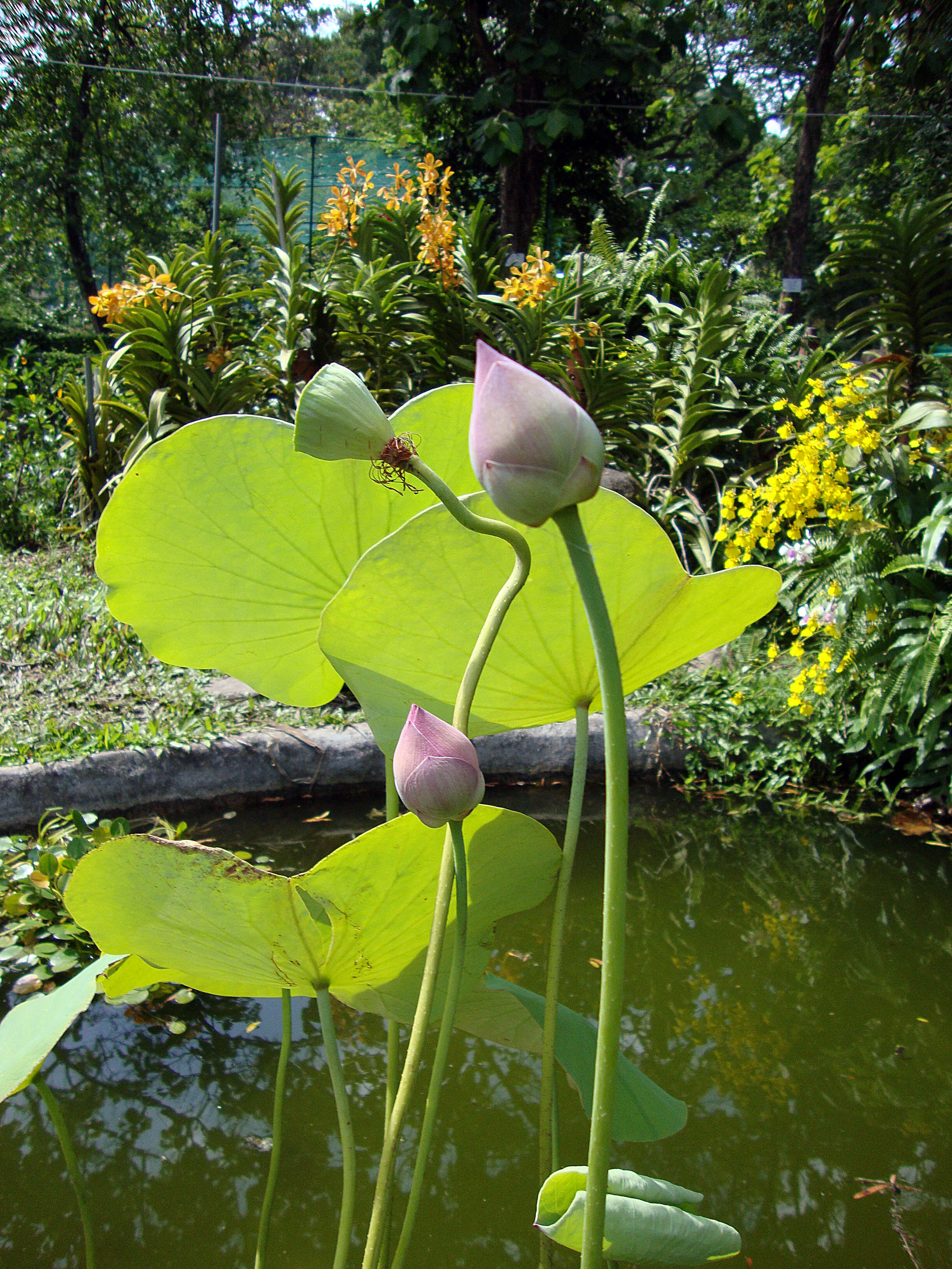 Image of sacred lotus