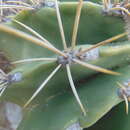 صورة Ferocactus echidne (DC.) Britton & Rose