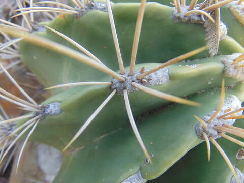 Ferocactus echidne (DC.) Britton & Rose resmi