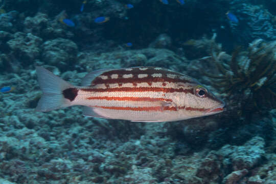 Image of Checkered Seaperch