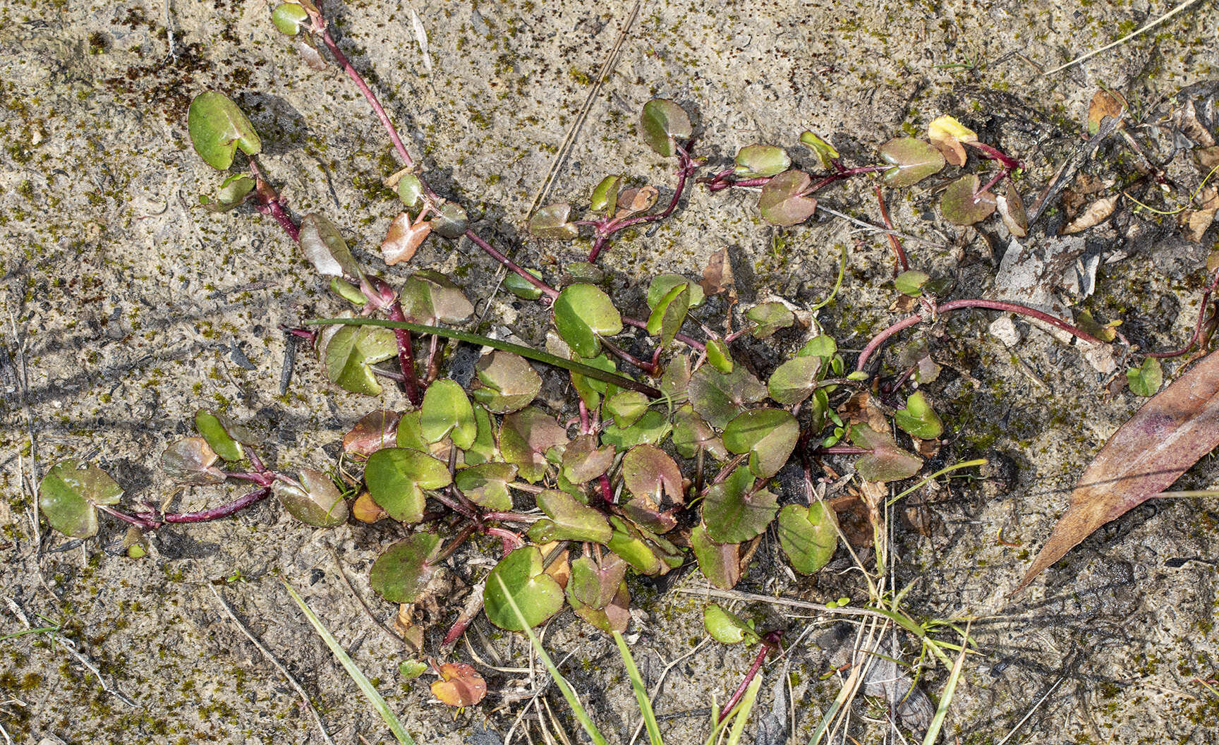 Imagem de Hydrocotyle jacksonii M. Hiroe