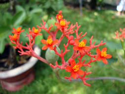 Imagem de Jatropha podagrica Hook.