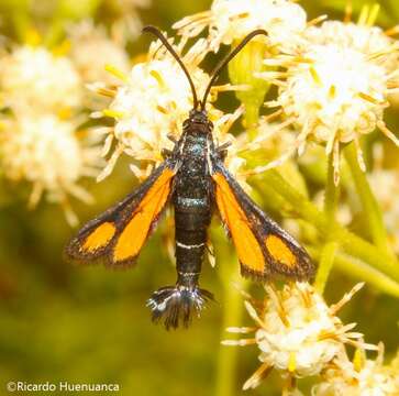 Image of <i>Carmenta aerosa</i>