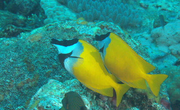 Image of Foxface rabbitfish