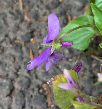 Image of early dog-violet