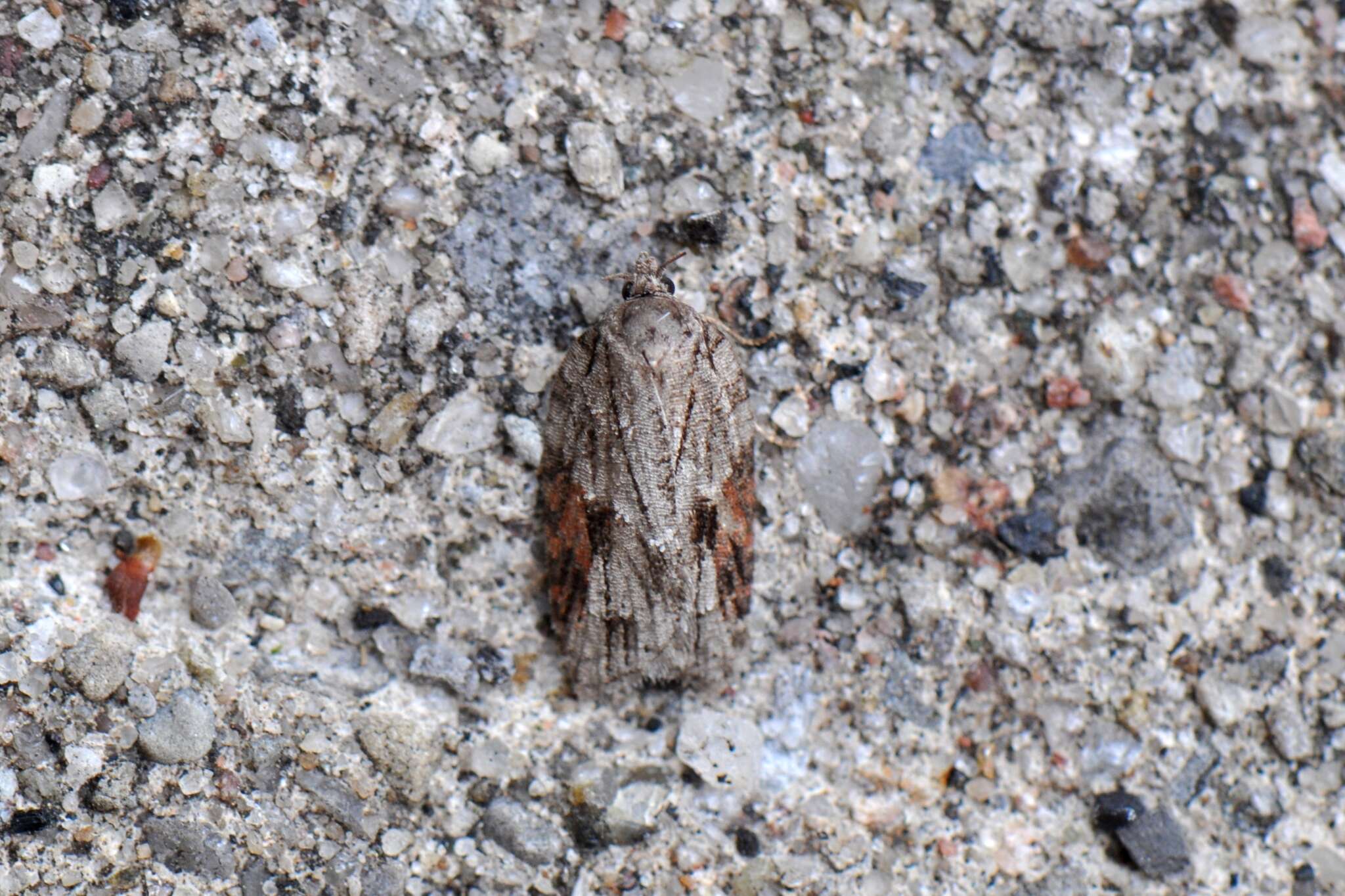 Image of Acleris ptychogrammos Zeller 1875